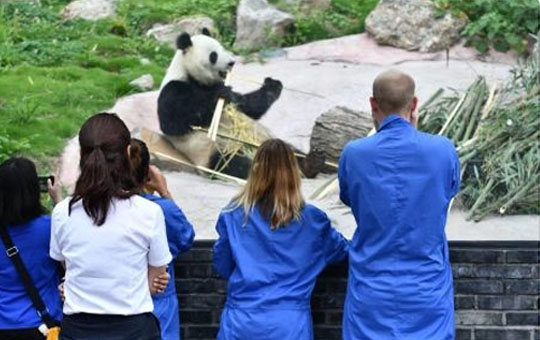 Volunteer at one of Sichuan’s giant panda research bases