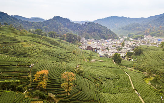 Visit a tea plantation to learn how local farmers grow and produce tea